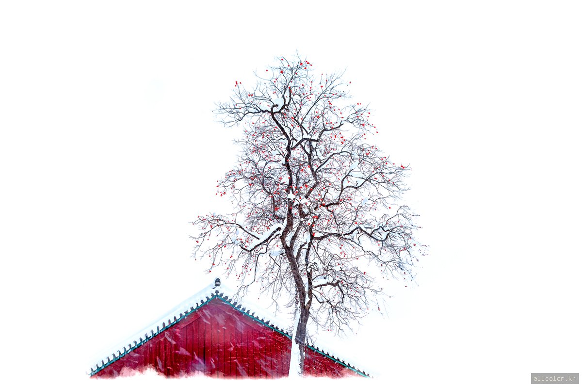 선운사의 겨울